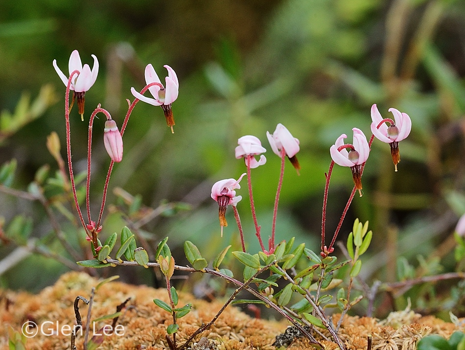 Bog Small Cranberry (Vaccinium Oxycoccos) – Sejahtera Seeds And Bulbs